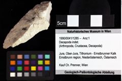 Foto (Objket + Etiketten) von Decapoda indet. 